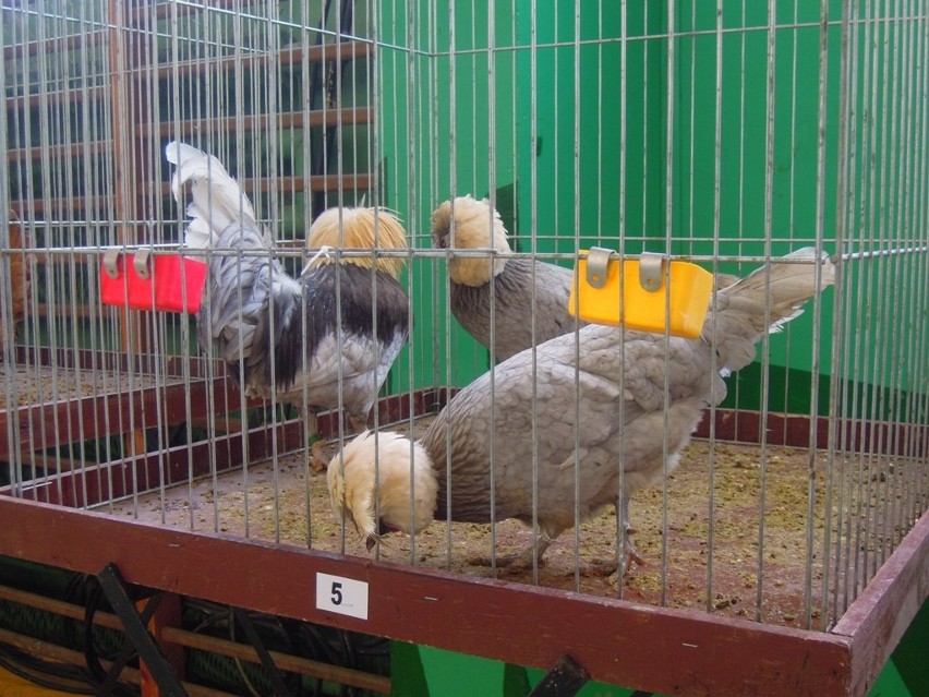Zamość: Wystawa gołębi rasowych i drobiu ozdobnego (zdjęcia)