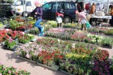 Ceny kwiatów na targu w Żarach. Stoiska z roślinami przezywają oblężenie, to idealny czas na pelargonie, surfinie czy supertunie