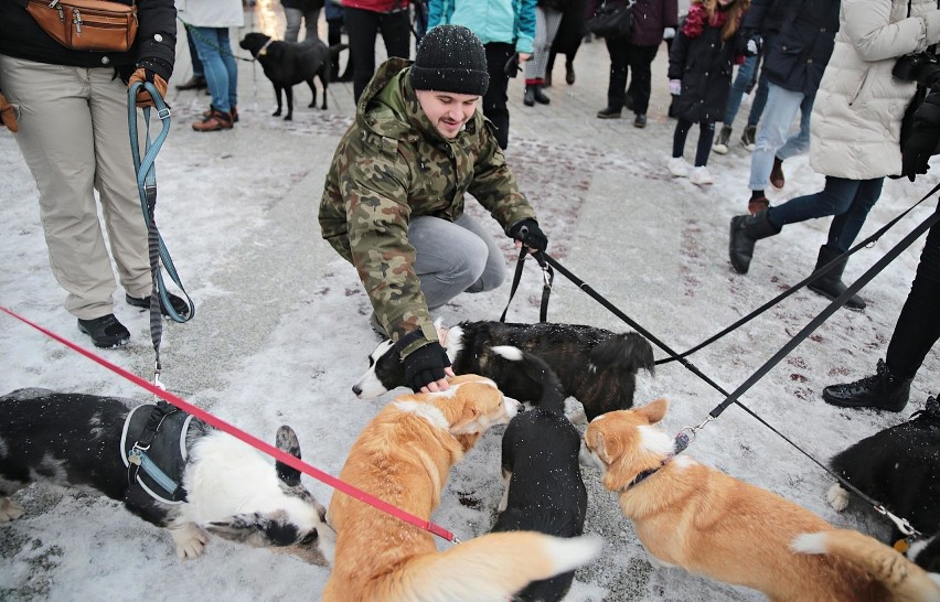 Piękne corgi opanowały Kraków na dorocznym pochodzie [ZDJĘCIA]