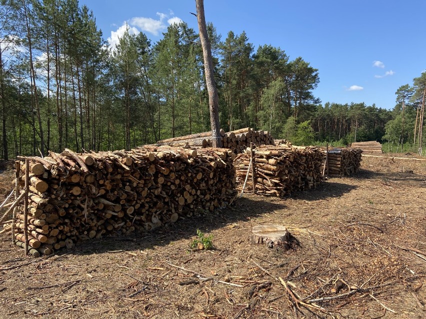 Nadleśnictwo Międzychód oferuje więcej drewna na rynek...