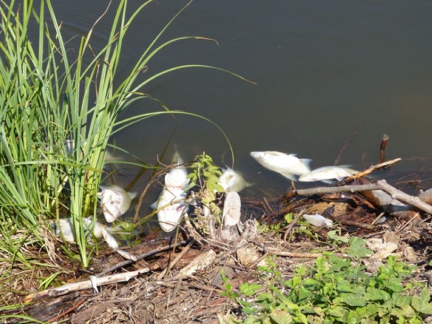 Masowe wymieranie ryb w ostrowieckim zbiorniku. Policja bada sprawę (nowe fakty, zdjęcia)