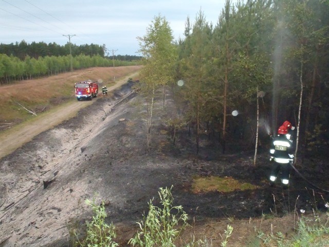 Jastrowie: Pożar lasu w okolicach Jastrowia. Akcja strażaków pod Jastrowiem [FOTO]
