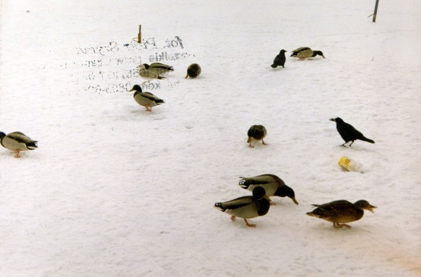 Ptaki na jeziorze Zajezierskim