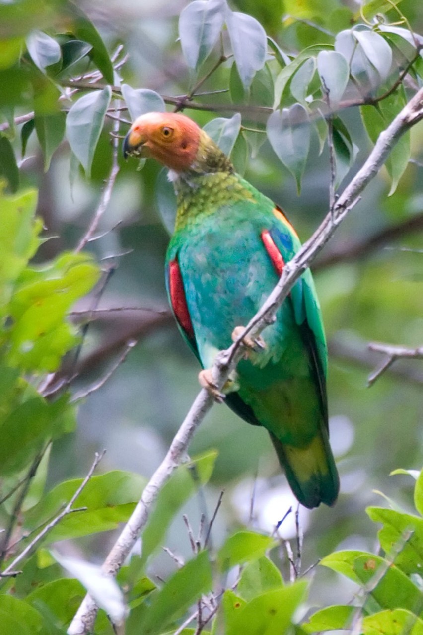 Nowa papuga w Amazonii- Barwinka