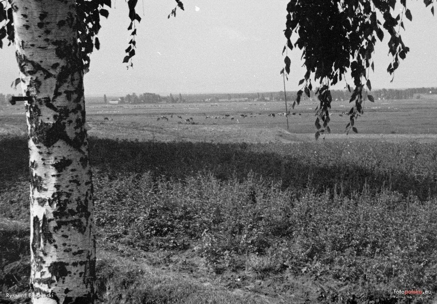 4 sierpnia 1953 , Okolice Pińczowa, Pastwisko.