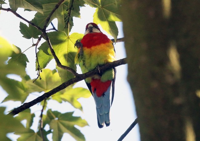 Bajecznie kolorowa papuga na drzewie w Legnicy.