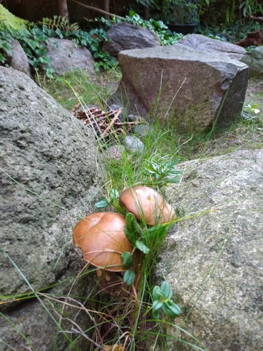 Mieszkańcy Sycowa i okolic pochwalili się zbiorami grzybów. Mieli bardzo udane grzybobranie!