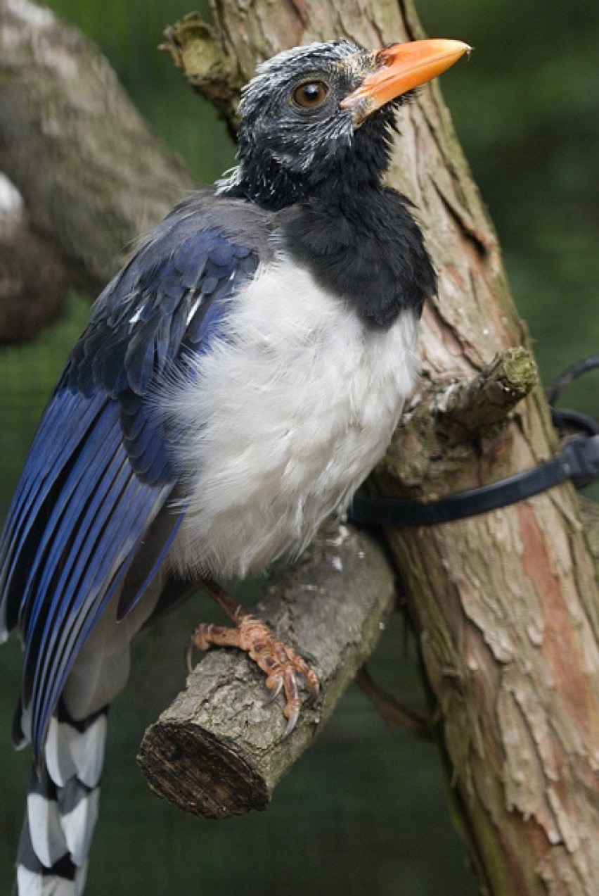 Nowi mieszkańcy krakowskiego zoo [ZDJĘCIA]