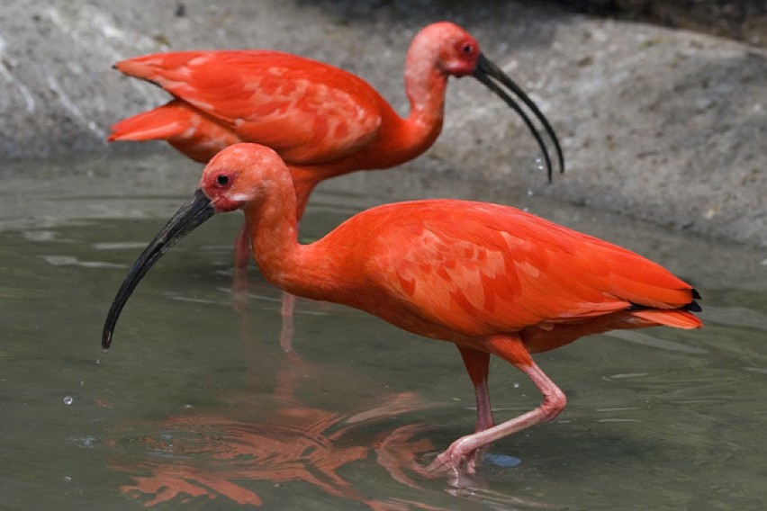 Nowi mieszkańcy krakowskiego zoo [ZDJĘCIA]