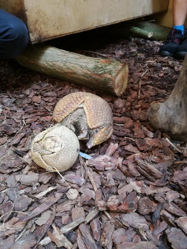 W zoo w Opolu przyszedł na świat bolita. To drugi takich przychówek w blisko 60-letniej historii ogrodu.