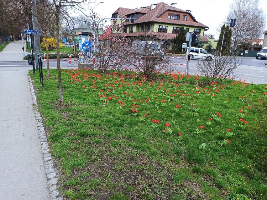 Wiosna na plantach Jana Pawła II w Rawiczu