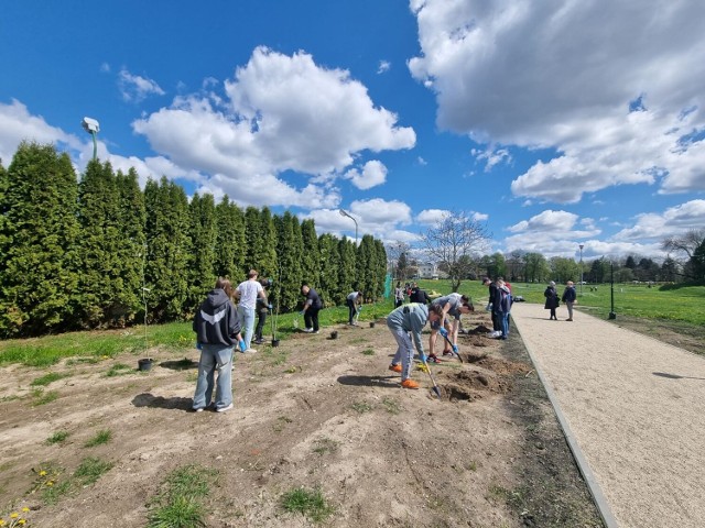 Drzewa rosną już przy jednej z alejek prowadzących do nowego skateparku oraz placu zabaw