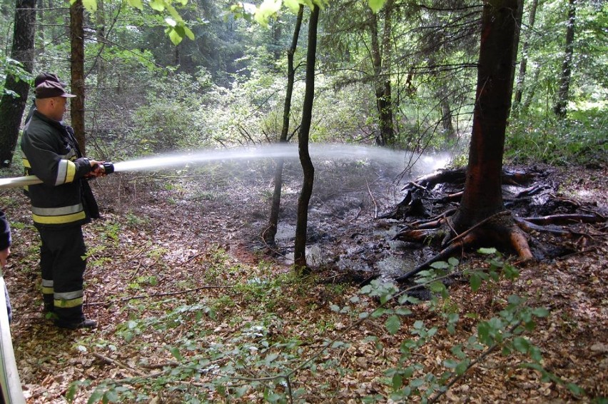 Pożar poszycia leśnego w Kartuzach