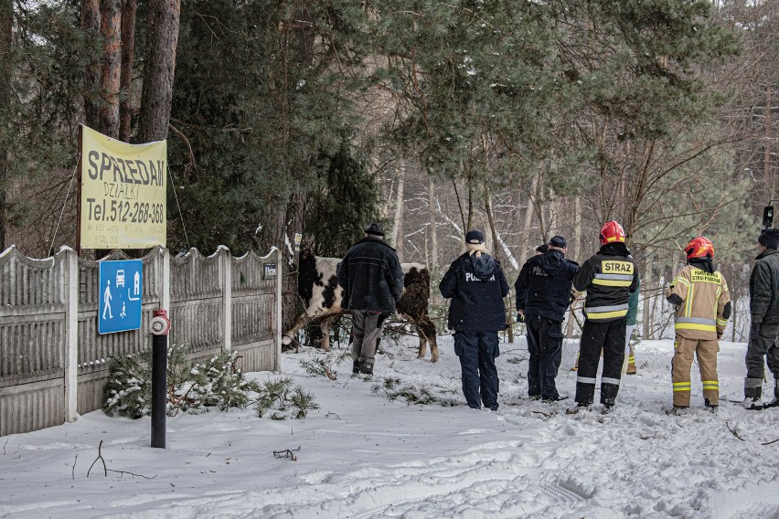 Strażacy i policjanci łapali byka, który uciekł właścicielowi w gminie Poświętne [ZDJĘCIA]