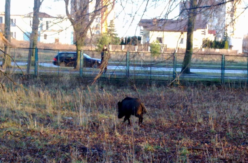 Najpierw dzikie zwierzę trzy razy okrążyło Rondo...