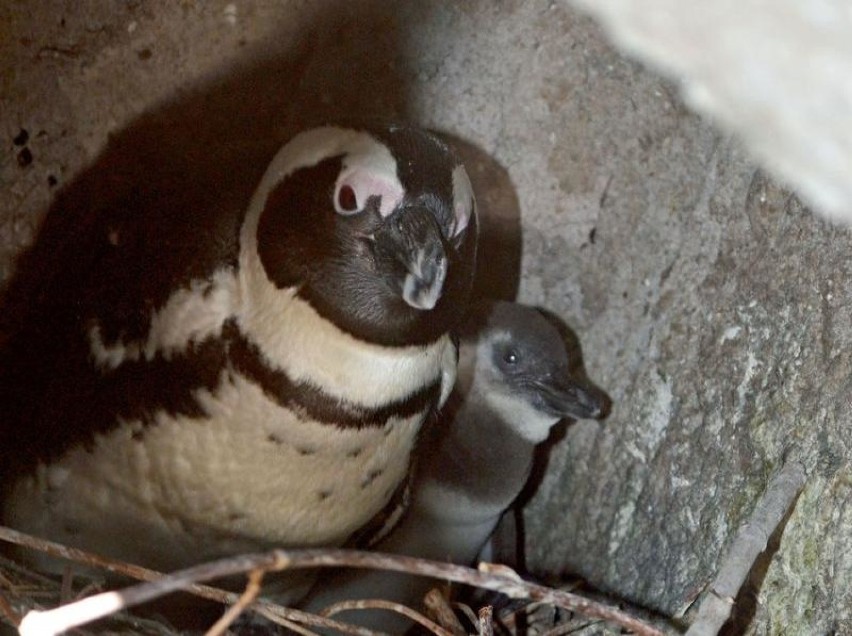 Mały pingwin przylądkowy siedzi jeszcze w gnieździe
