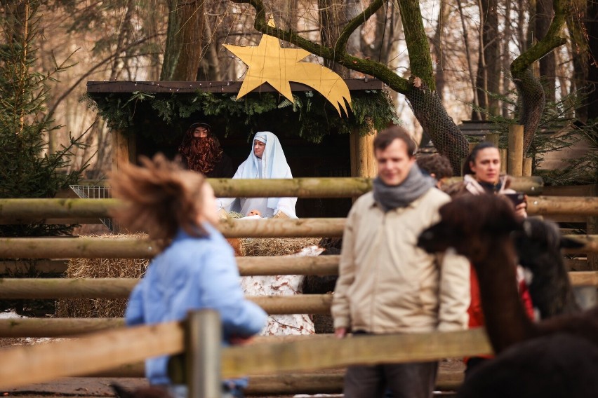 Podczas świąt można było zobaczyć żywą szopkę w krakowskim zoo i dzieło w żyrafiarni ZDJĘCIA