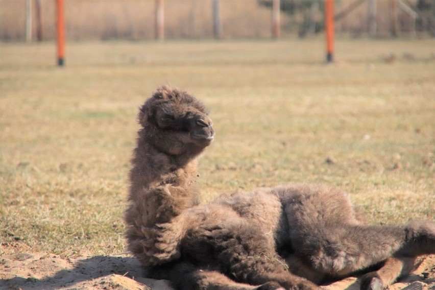 Narodziny samiczki wielbłąda w Zoo Safari Borysew koło Poddębic. Jakie imię otrzyma sympatyczne zwierzątko? Zgłoś swoją propozycję ZDJĘCIA