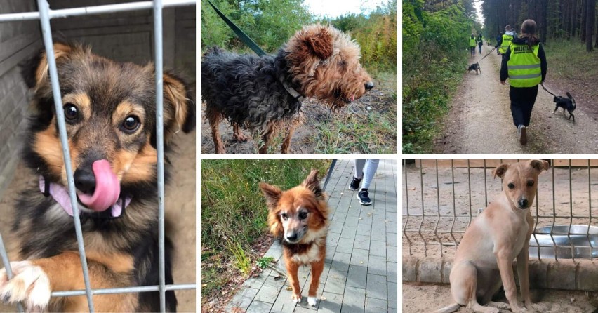 Psy w schronisku w Trębaczewie. Zobacz, jakie zwierzaki czekają na adopcję FOTO