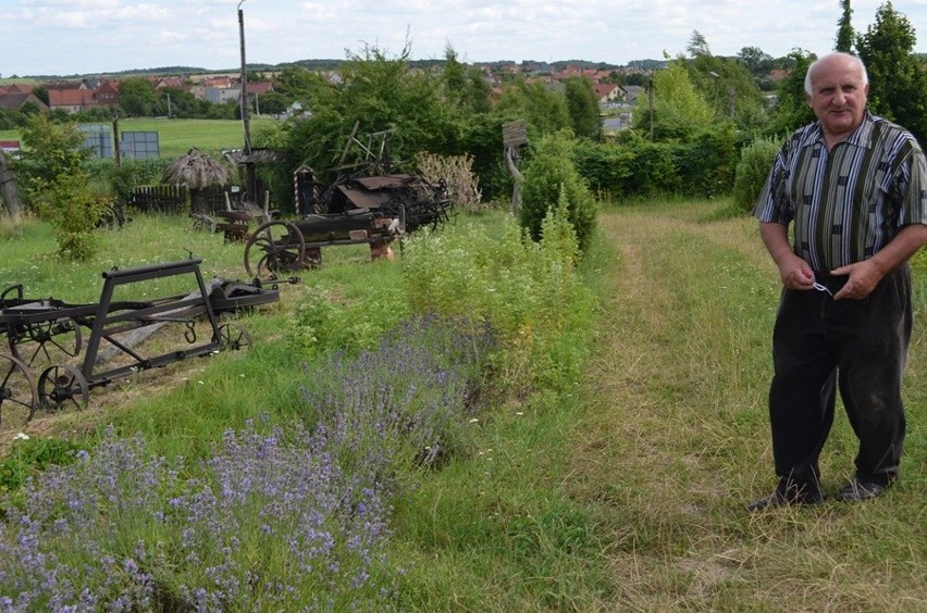 Głogów: Lawendowe żniwa w Chłopskiej Zagrodzie