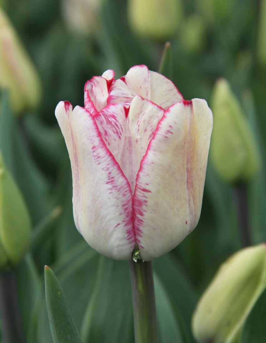 Piękna Polka - tulipan z grupy Triumph o wysokości do 50 cm...