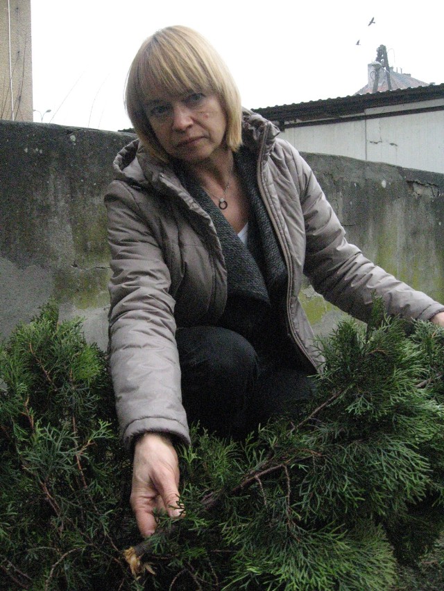 -&nbsp;To drzewko zostało złamane w ostatnich dniach - mówi dyrektor Beata Korban.