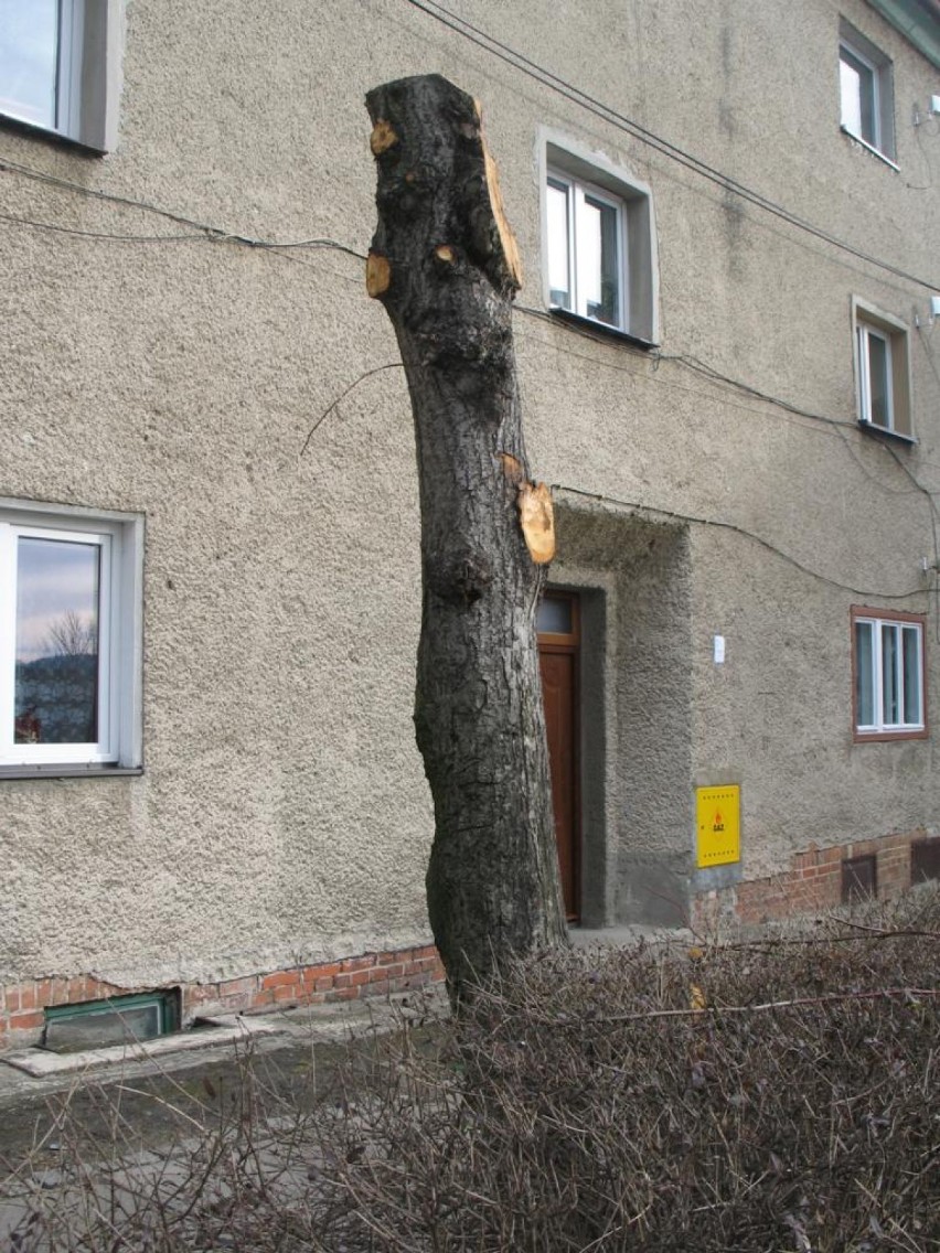 Przecinka drzew w Boguszowie-Gorcach