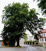 Lubliniecki pomnik przyrody jest w obecnym stanie drzewem niebezpiecznym. W środę spotkanie na temat ekspertyzy dendrologicznej 