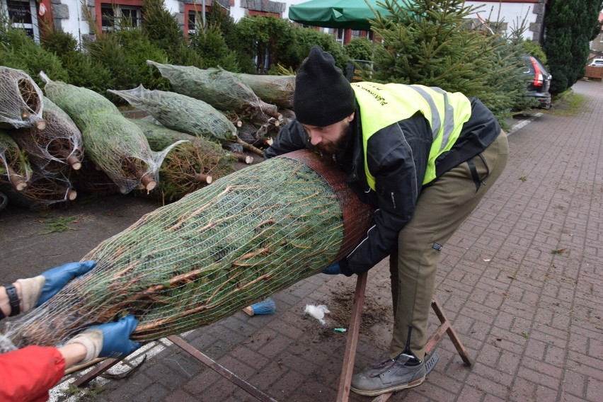 Po ile choinki w Szczecinku? Tyle kosztują świąteczne drzewka w tym roku [zdjęcia]