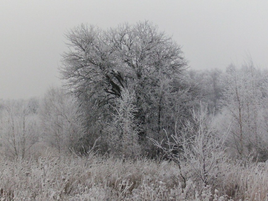 Samotne drzewo. Fot. Adrian Starczewski