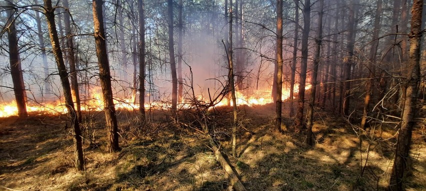 Chrzanów. Pożary traw, nieużytków i lasów coraz większe i niebezpieczne. Strażacy mają ręce pełne roboty [ZDJĘCIA]