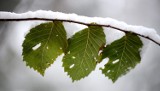 Wraca mróz. IMGW ostrzega przed ujemną temperaturą 