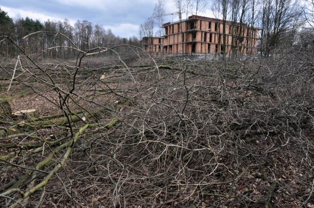 Drzewa wycięte w rejonie Lasu Borkowskiego na początku roku