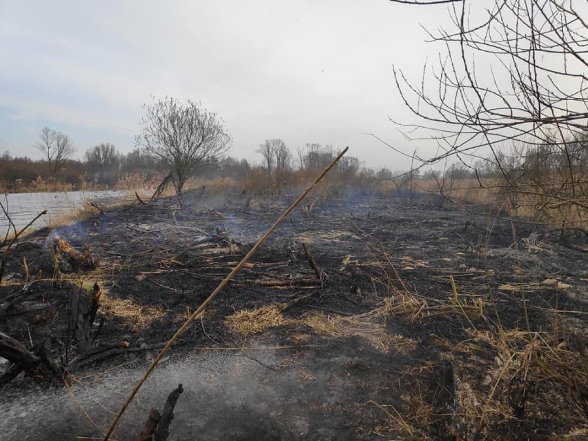 Strażacy walczą z pożarem na terenie Rezerwatu Przyrody Jeziorsko[FOTO]