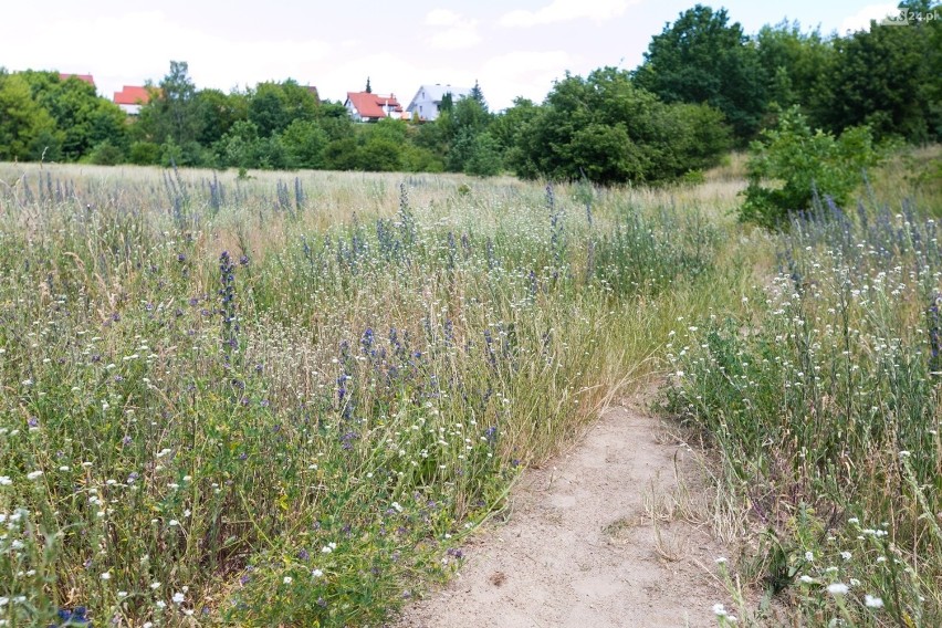 "Spontaniczne i naturalne łąki" w Szczecinie? Pojawił się taki pomysł