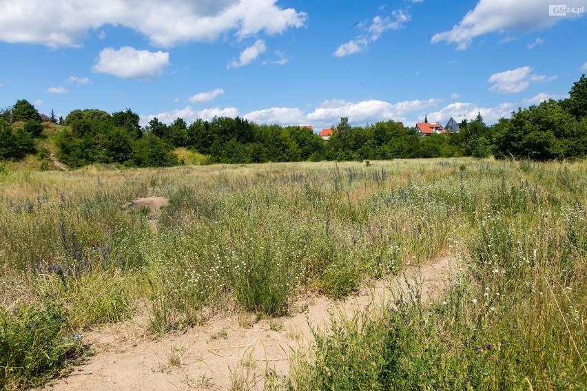 "Spontaniczne i naturalne łąki" w Szczecinie? Pojawił się taki pomysł