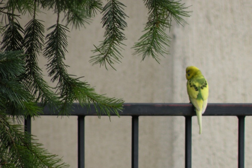 Papużka buszuje w Bobowicku