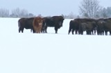 Krowa uciekła ze stada. Już trzy miesiące żyje z żubrami w Białowieży [WIDEO]