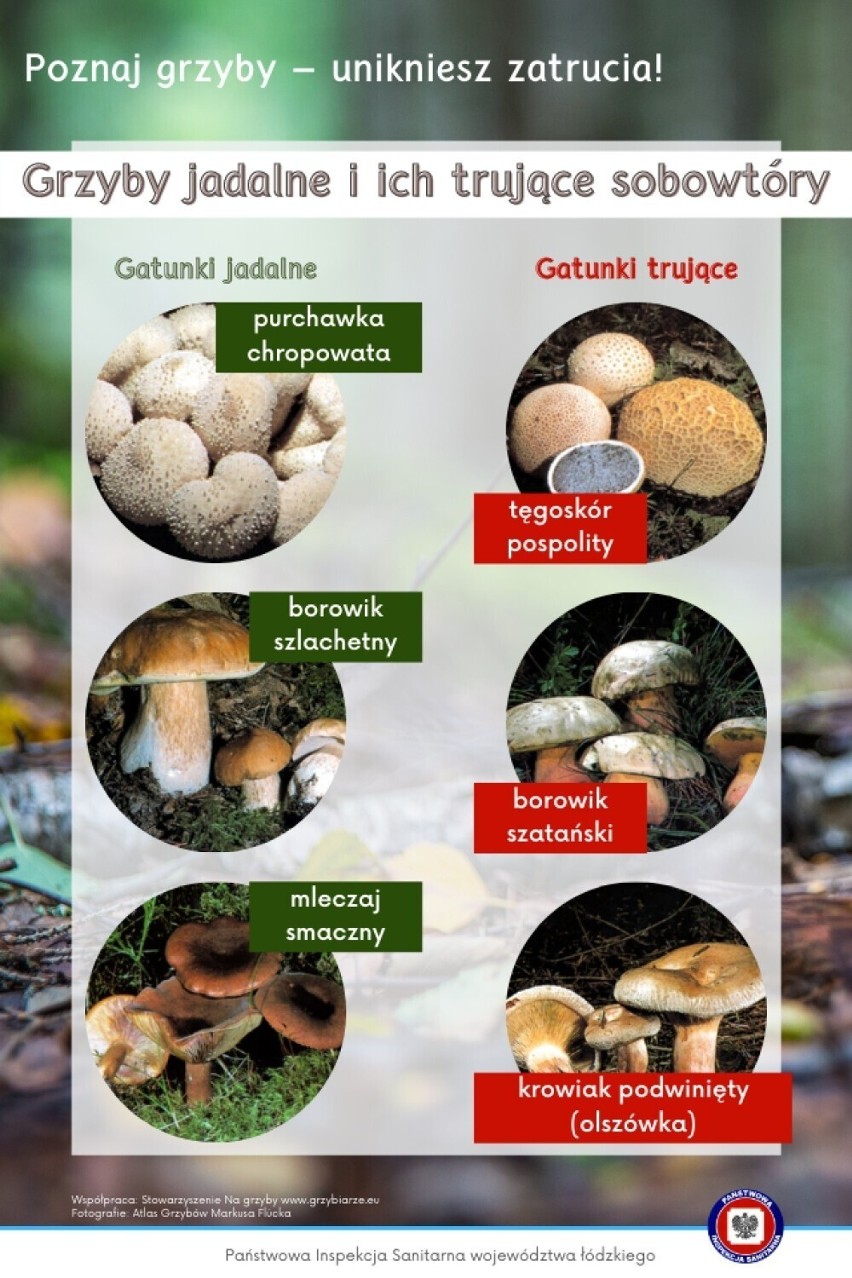 Oto mini atlas grzybów online 2023. Takie są grzyby jadalne i ich trujące sobowtóry