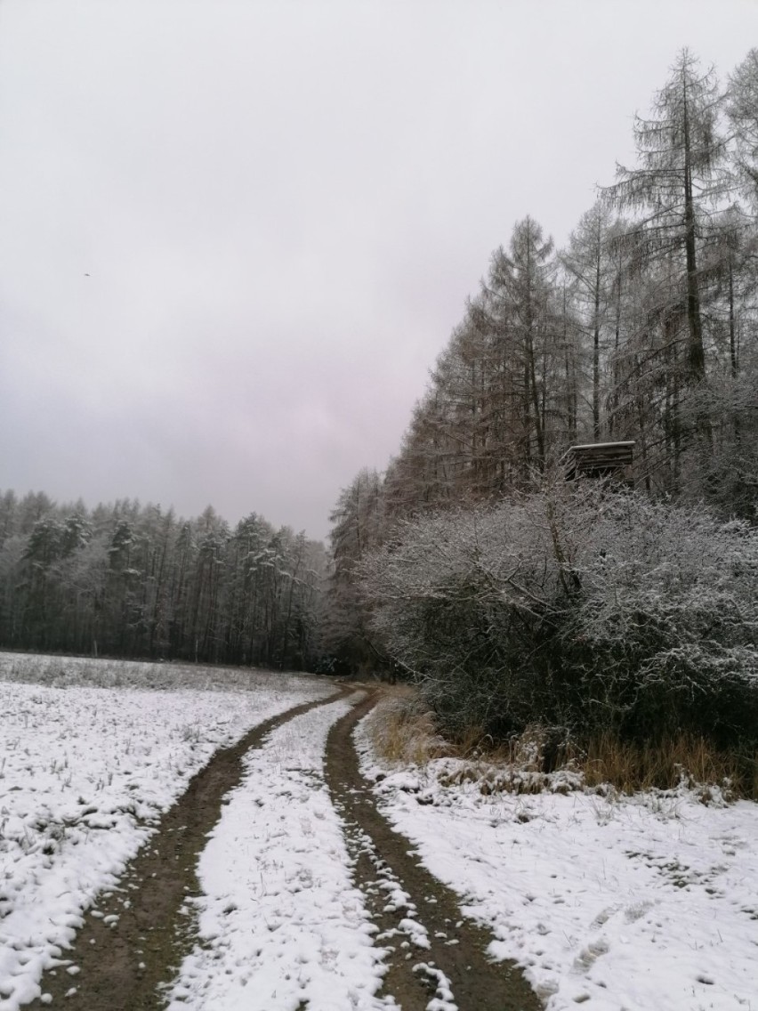 Gostyń. Prognoza pogody na weekend dla Gostynia i powiatu gostyńskiego. Czy to będzie kosztowny i mroźny weekend na drogach powiatowych?