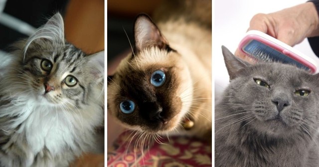 Oto najpiękniejsze rasy kotów! >>>