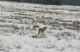 Zielona Góra. Czytelnik z Przylepu na spacerze z psem spotkał dwa wilki. - Chcę ostrzec spacerowiczów - mówi