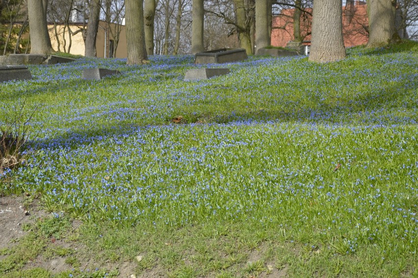 Cebulica syberyjska znów zakwitła w Sztumie - niebieski dywan kwiatów na ul. Kochanowskiego