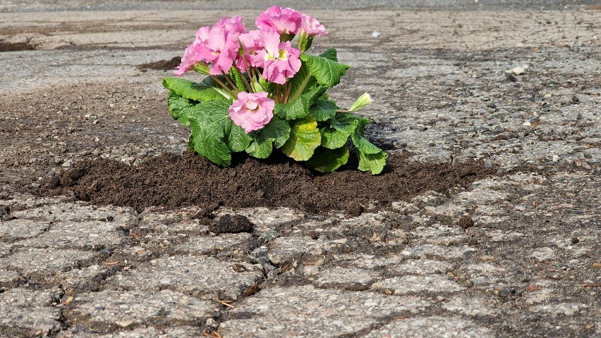 Przed dziurami w drodze ostrzegają kwiatki. Mieszkańcy posadzili kwiatki w największych dziurach przy ul. Różanej w Piotrkowie ZDJĘCIA