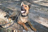 Psy policyjne w Zabrzu: Wiki - nowy pies w zabrzańskiej policji [ZDJĘCIA]