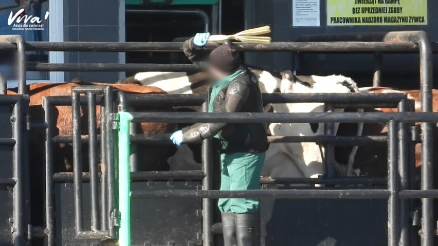 Głośno o zakładzie Sokołów w Kole. Krowy przed ubojem bite i kopane. Są nagrania