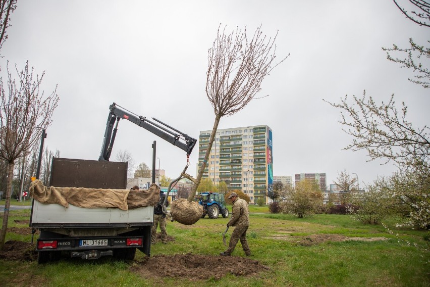 Miasto zasadza kolejne drzewa. Co to oznacza dla środowiska? Kalkulator Korzyści z Drzew