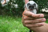 Pierwsze w Polsce narodziny małpki tamaryny w łódzkim ZOO