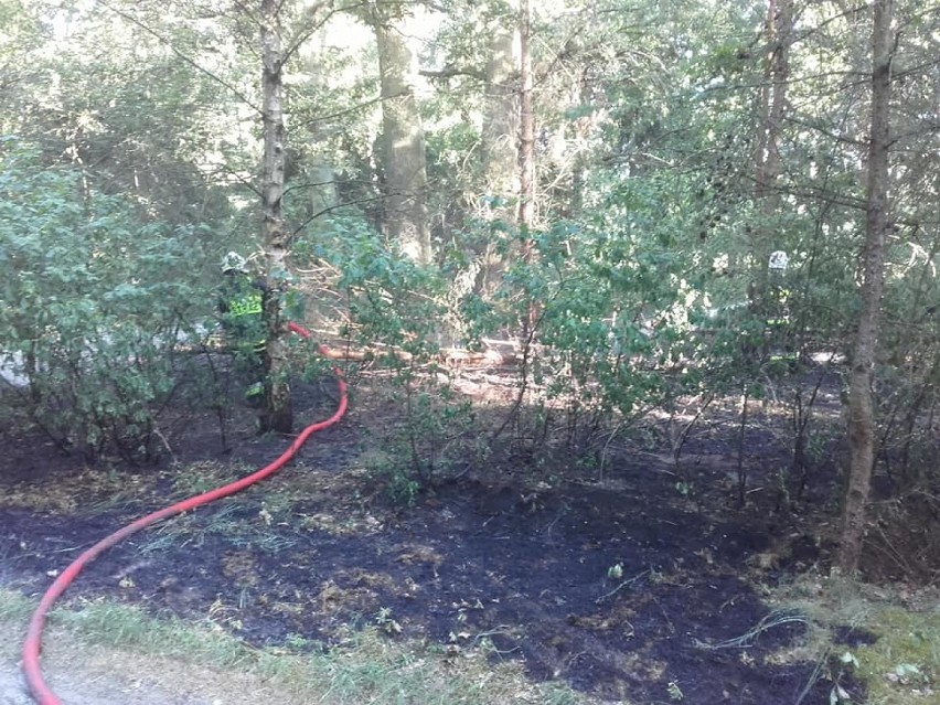 Kolejny pożar lasu na terenie gminy Nowy Tomyśl