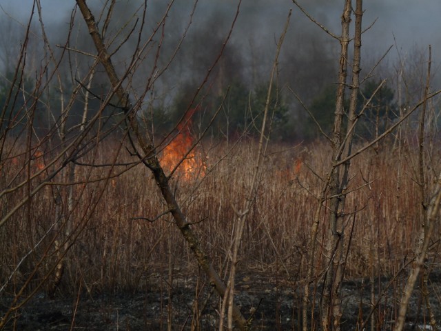 Wypalanie traw w Lublinie (zdjęcie archiwalne)